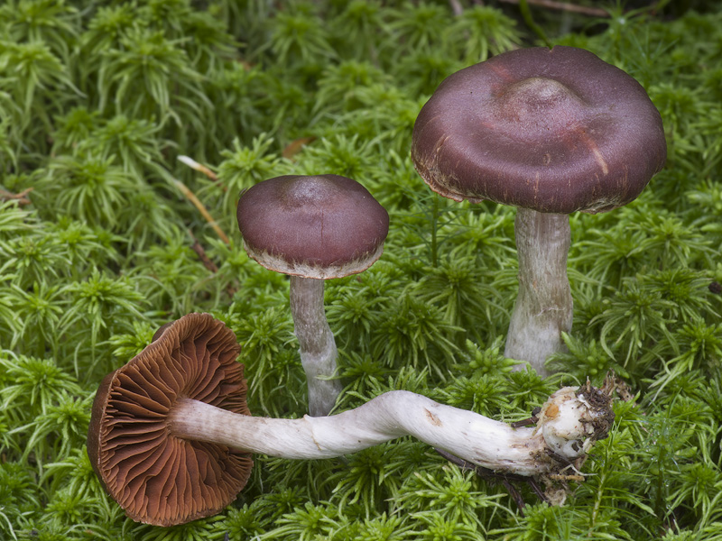 Cortinarius tortuosus